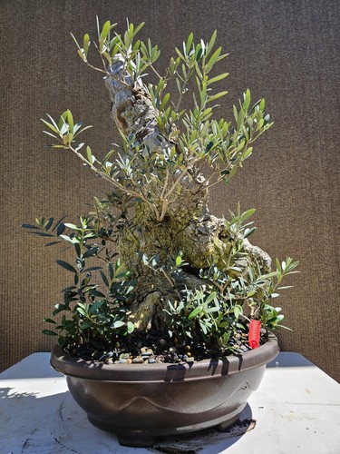 Old european olive bonsai - olive,