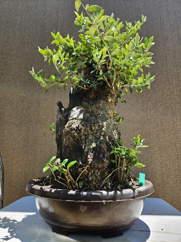 Old european olive bonsai - european,