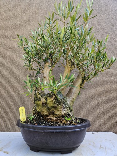 Old fruiting olive bonsai - fruiting,