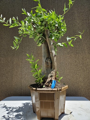 Old fruiting olive bonsai - fruiting,