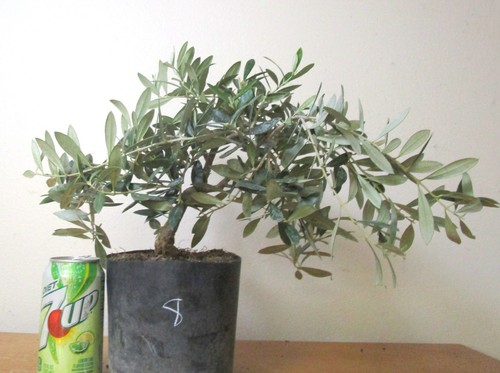 Dwarf european olive for mame - for,