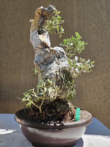 Old european olive - european,