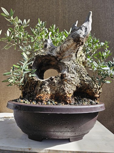 Old european olive bonsai - old,