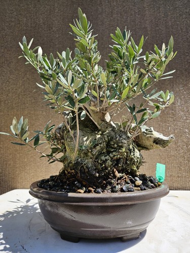 Old european olive bonsai - old,