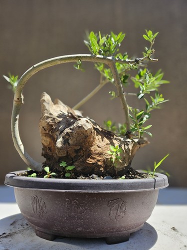 Old fruiting olive bonsai - old,