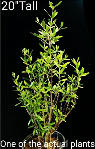 Organic olive tree plant - olive,