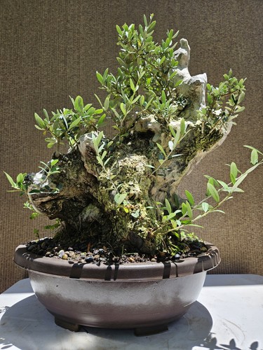 Old european olive bonsai - old,