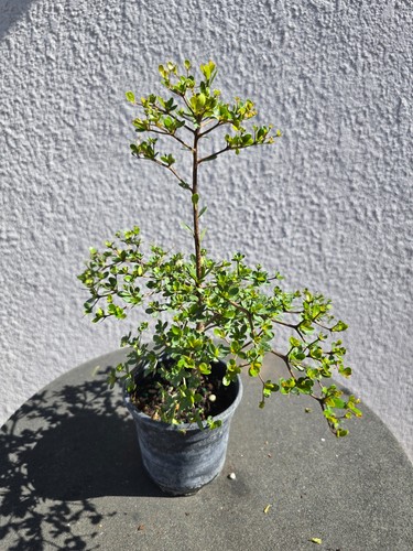 Black olive pre - , bonsai