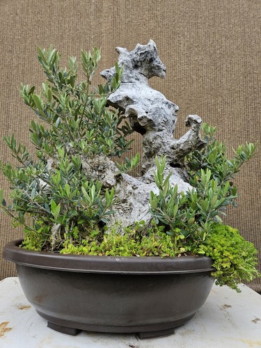Old european olive - olive, bonsai