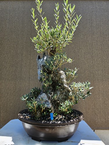 Old european olive bonsai - old,