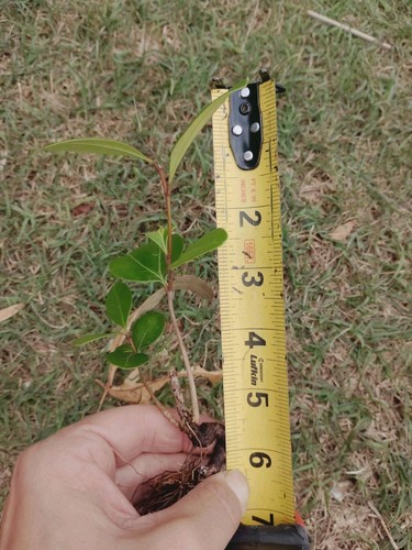 American wild olive - wild, devilwood