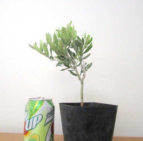 Dwarf european olive for mame - european,