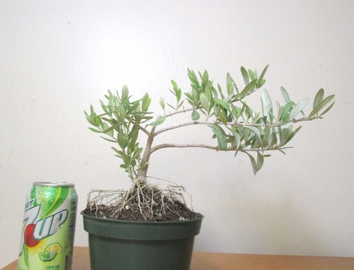 Dwarf european olive - european, mame