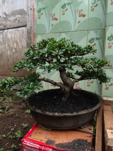 Real picture bonsai black - picture,