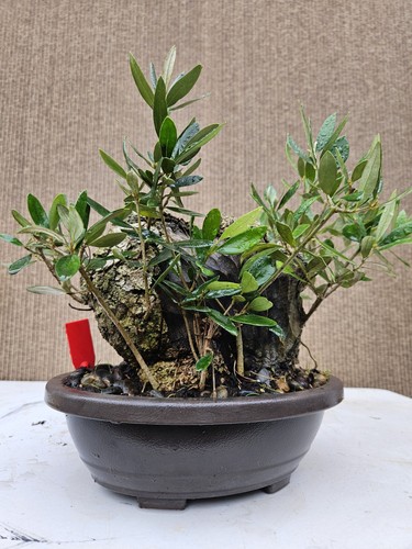 Old european olive bonsai - olive,