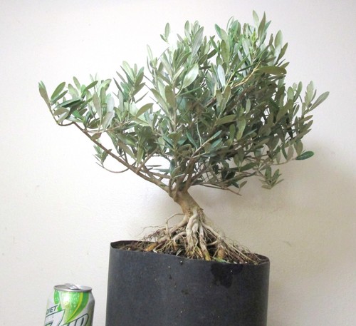 Big european olive for - european,