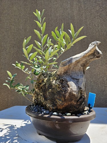 Old fruiting olive bonsai - old,
