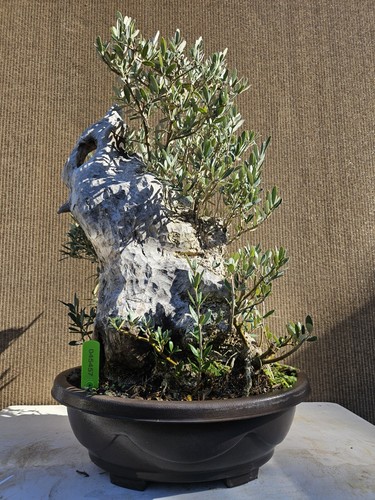 Old european olive bonsai - olive,