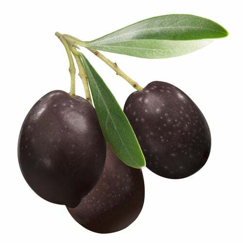 Olive tree seeds - olive, for
