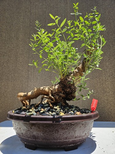 Old european olive - old, bonsai