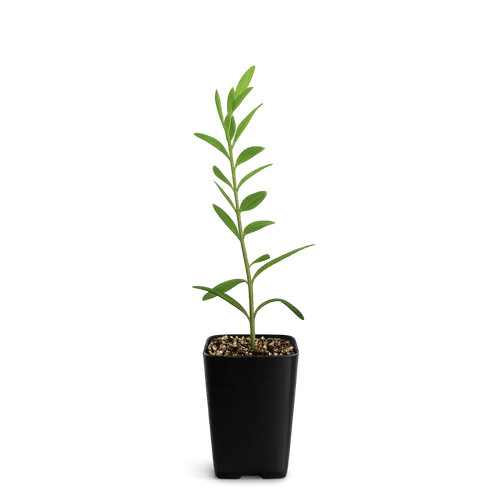 Dwarf olive tree little - little, ollie
