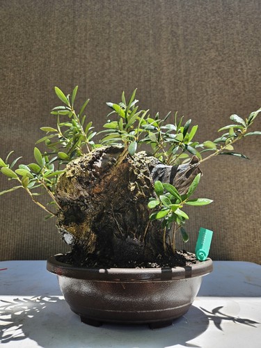 Old european olive bonsai - european,