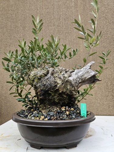 Old european olive - european, bonsai