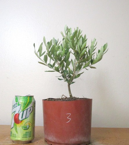Dwarf european olive for mame - dwarf,