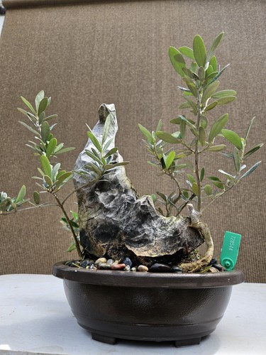 Old european olive - old,