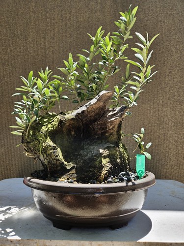 Old european olive bonsai - olive,