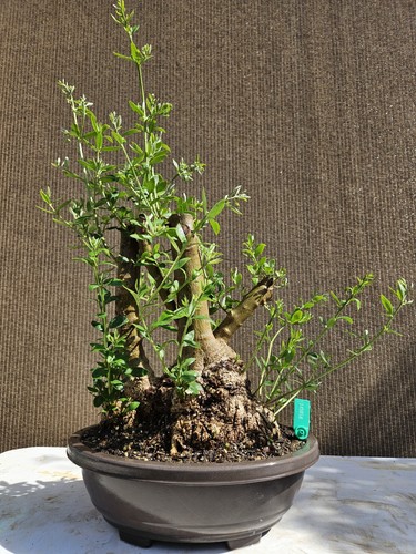 Old european olive - old,