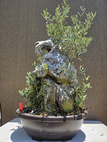 Old european olive - european,