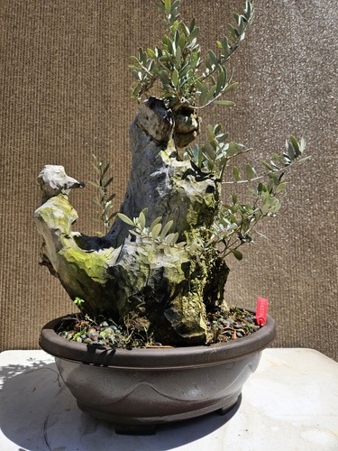 Old european olive bonsai - old,