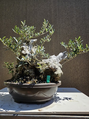 Old european olive bonsai - european,