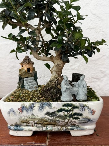 Mediterranean olive bonsai - mediterranean,