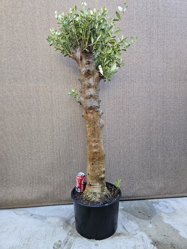 Old european olive bonsai - olive,