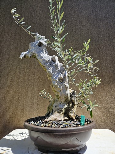 Old european olive bonsai - olive,