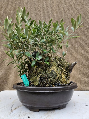 Old fruiting olive bonsai - old,