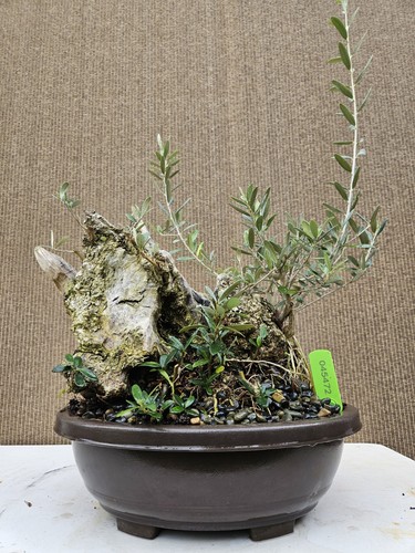 Old european olive bonsai - european,