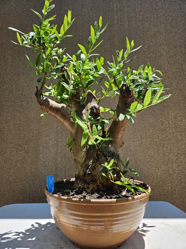 Old fruiting olive bonsai - old,
