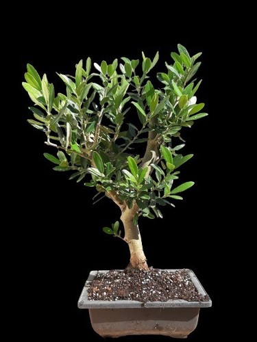Bonsai trees plant olive tree - bonsai,