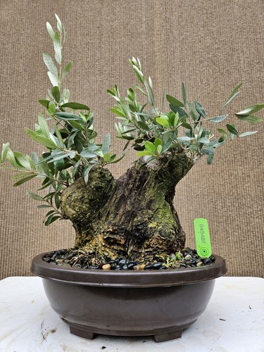 Old european olive bonsai - old,