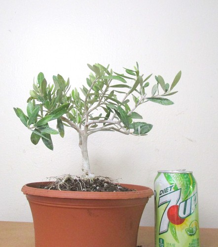 Dwarf european olive for mame - dwarf,