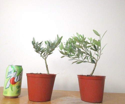 Dwarf european olive for - dwarf,