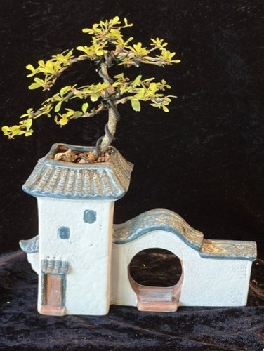 Black olive shohin - black, bonsai