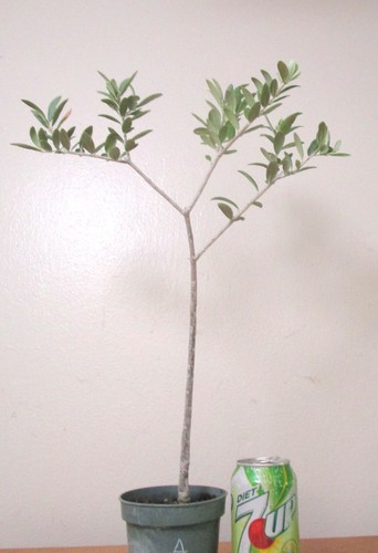 Dwarf european olive - dwarf, for