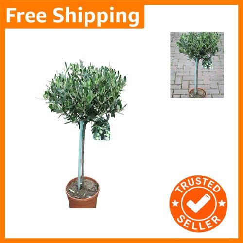 Olea europaea olive - olea,
