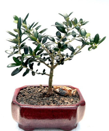Europaean olive bonsai - europaean, tree