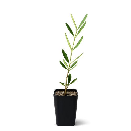 Wilson olive tree sapling - wilson,