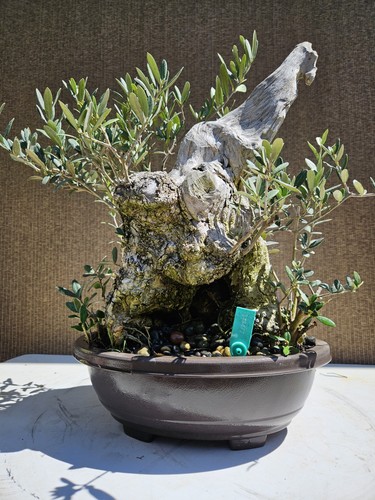 Old european olive - old,